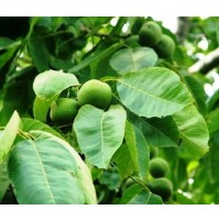 Fernette Ceviz Fidanı